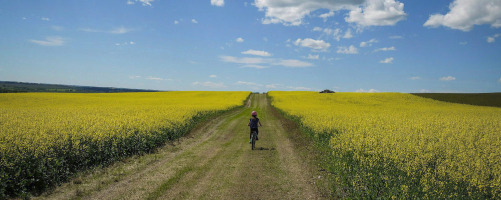 A cyclist passes between two canola fields on an afternoon trail ride near Cremona, Alberta. Jeff McIntosh/The Canadian Press