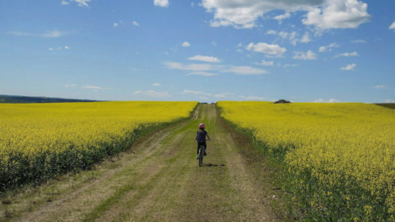 A cyclist passes between two canola fields on an afternoon trail ride near Cremona, Alberta. Jeff McIntosh/The Canadian Press