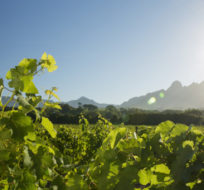 Chenin vineyard at Ken Forrester Wines in Stellenbosch. Photo by Ken Forrester.