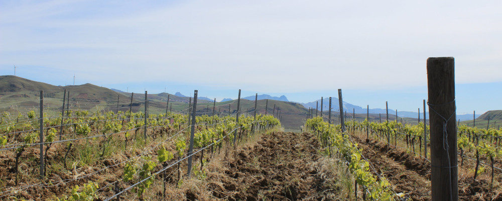 A wine vineyard in the Sicilian countryside. Credit: Malcom Jolley.