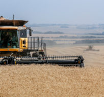 David Reid drives a combine while harvesting a wheat crop near Cremona, Alta., Thursday, Sept. 9, 2021. Jeff McIntosh/The Canadian Press.
