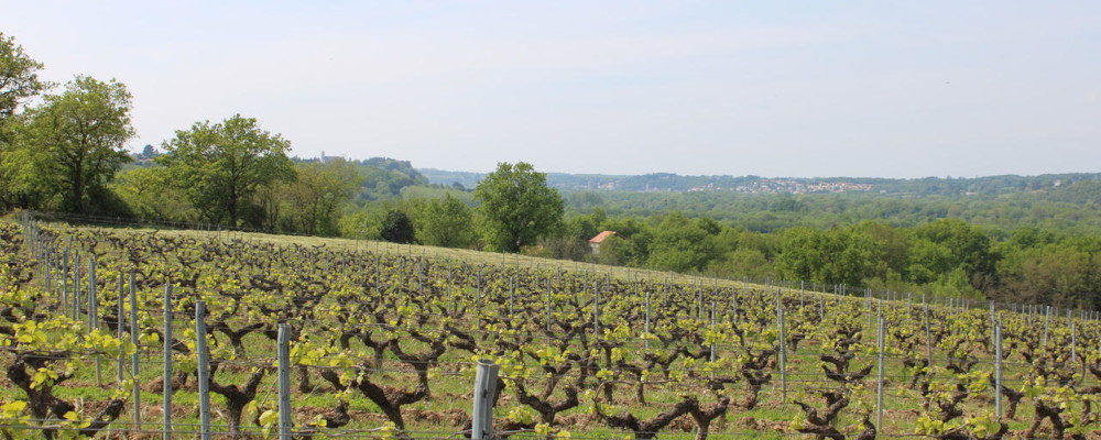Vineyard located in France's Loire Valley. Credit: Malcolm Jolley.