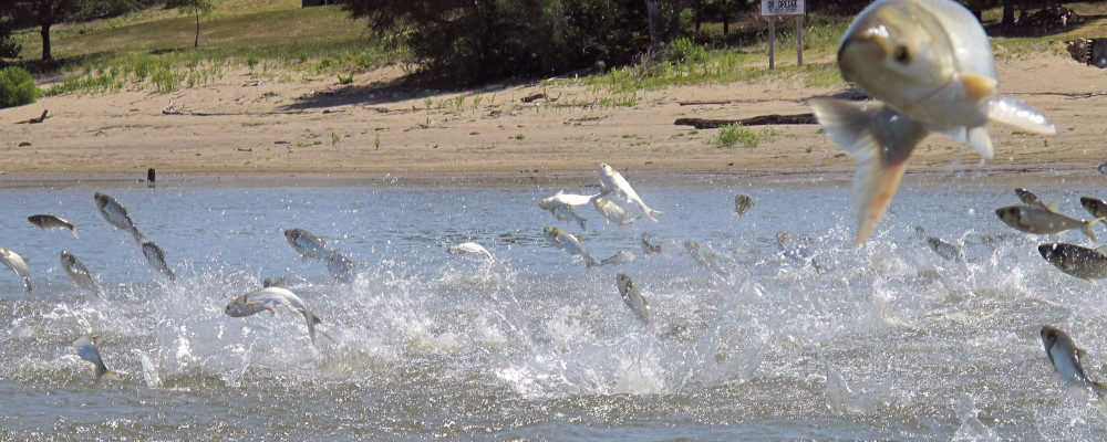 Asian carp jump from the Illinois River near Havana, Ill. Illinois. John Flesher/AP Photo.
