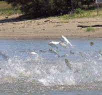 Asian carp jump from the Illinois River near Havana, Ill. Illinois. John Flesher/AP Photo.