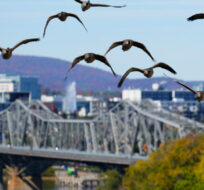 Canada geese fly over the Rideau Canal and the Ottawa River  in Ottawa on Monday, Oct. 3, 2022. Sean Kilpatrick/The Canadian Press.