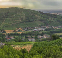 Hillside vineyards in the Oltrepò Pavese region in the North of Italy. Photo credit: Consorzio Tutela Vini Oltrepò Pavese.