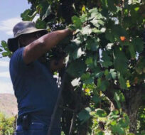 Nayan Gowda climbing a ladder to harvest grapes from a tree in Jardìn Oculto's Bolivian vineyard. Image credit: Jardìn Oculto.