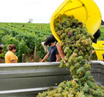 Workers collect white grapes of sauvignon in the Grand Cru Classe de Graves of the ChÃ¢teau Carbonnieux, in Pessac Leognan, south of Bordeaux, southwestern France, Tuesday, Aug. 23, 2022. Francois Mori/AP Photo.