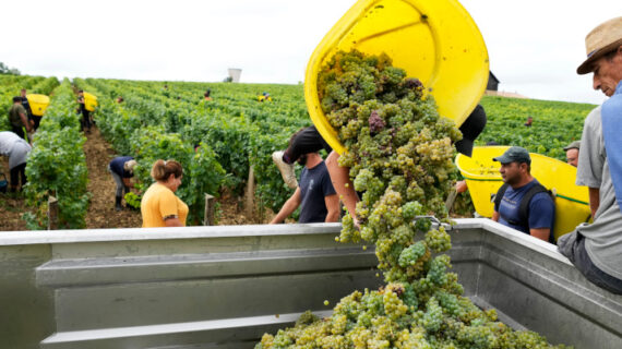 Workers collect white grapes of sauvignon in the Grand Cru Classe de Graves of the ChÃ¢teau Carbonnieux, in Pessac Leognan, south of Bordeaux, southwestern France, Tuesday, Aug. 23, 2022. Francois Mori/AP Photo.