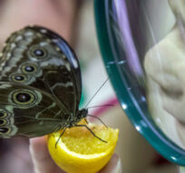Children inspect a Blue Morpho butterfly during a preview of "The Butterfly Conservatory: Tropical Butterflies Alive in Winter," Wednesday, Oct. 3, 2018, at the American Museum of Natural History in New York. Mary Altaffer/AP Photo.
