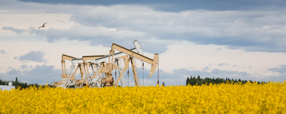 Pumpjacks draw oil out of the ground in a canola field near Olds, Alta., Thursday, July 16, 2020. Jeff McIntosh/The Canadian Press. 