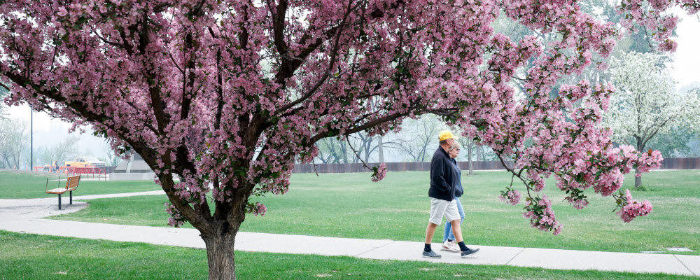 A couple walk through a park with fruit trees in bloom as thick smoke from wildfires blankets the downtown for a second day in Calgary, Alta., Wednesday, May 17, 2023. Jeff McIntosh/The Canadian Press. 