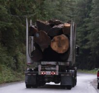 A logging truck is seen driving past the Fairy Creek logging area near Port Renfrew, B.C. Tuesday, Oct. 5, 2021.  Jonathan Hayward/The Canadian Press.