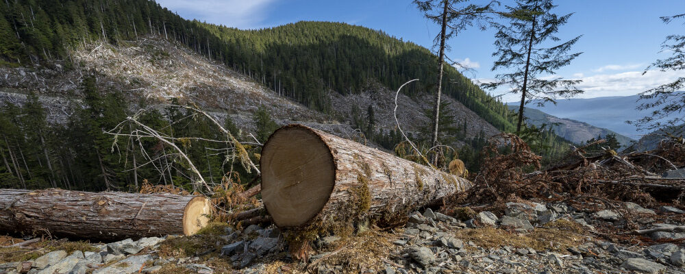 Fresh cut sawdust is seen from a tree cut from a cut block in Fairy Creek logging area near Port Renfrew, B.C. Monday, Oct. 4, 2021. Jonathan Hayward/The Canadian Press.