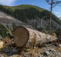 Fresh cut sawdust is seen from a tree cut from a cut block in Fairy Creek logging area near Port Renfrew, B.C. Monday, Oct. 4, 2021. Jonathan Hayward/The Canadian Press.