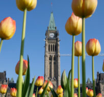 Tulips bloom in a planter box on Parliament Hill, in Ottawa, Monday, May 8, 2023. Adrian Wyld/The Canadian Press. 
