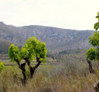 Old Vines by the Corbières Mountains in Roussillon, May 2023. Credit: Malcolm Jolley. 