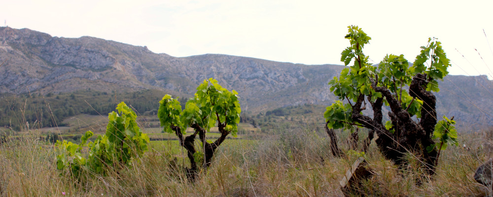 Old Vines by the Corbières Mountains in Roussillon, May 2023. Credit: Malcolm Jolley. 