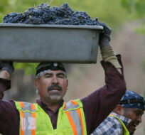 A container filled with Cabernet Sauvignon grapes from a Napa Valley vineyard is carried toward a tractor bin during harvest, Wednesday, Sept. 28, 2016, in Rutherford, Calif. Eric Risberg/The Canadian Press. 
