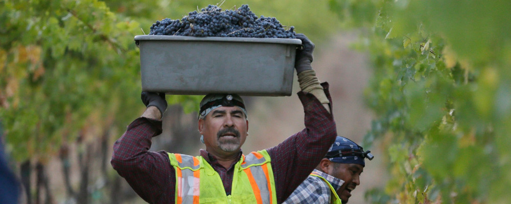 A container filled with Cabernet Sauvignon grapes from a Napa Valley vineyard is carried toward a tractor bin during harvest, Wednesday, Sept. 28, 2016, in Rutherford, Calif. Eric Risberg/The Canadian Press. 