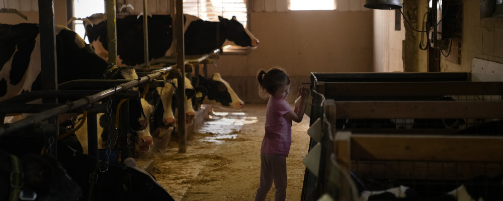 Six-year-old Hadley Spoelstra feeds a calf a bottle of milk, on her father's farm in Hamilton, Ont., Wednesday, June 7, 2023. Chris Young/The Canadian Press. 