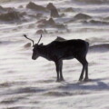 Fred DeLorey: Why all Canadians should care about the plight of our country’s caribou