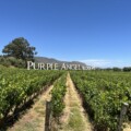 Malcolm Jolley: Wine-tasting your way through Chile? Check out these must-visit wineries 