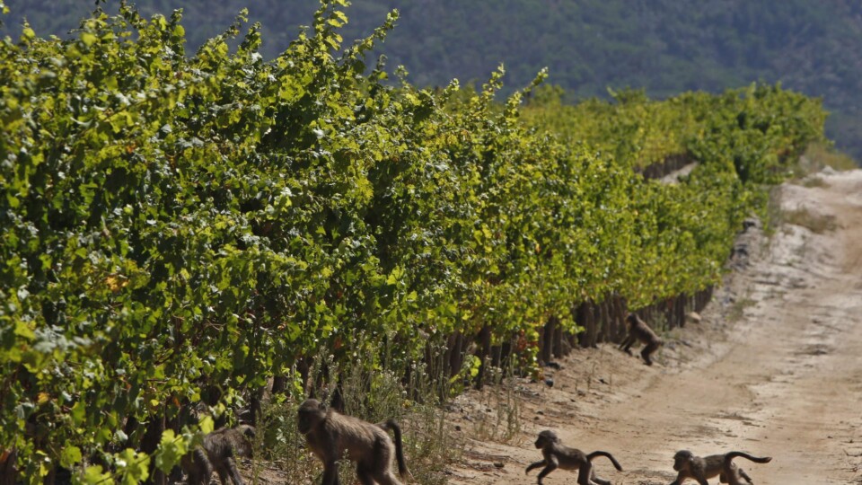 There’s more to South African wines than meets the eye