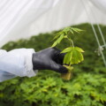 Beena Goldenberg: Cannabis legalization was bold. So where’s the economic plan?