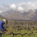 Malcolm Jolley: Zeal of the convert: How South Africa’s signature wine won me over
